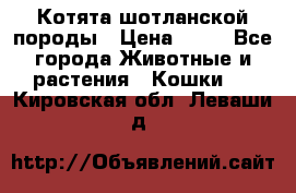 Котята шотланской породы › Цена ­ 40 - Все города Животные и растения » Кошки   . Кировская обл.,Леваши д.